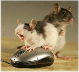 Il topo o il mouse?!? 